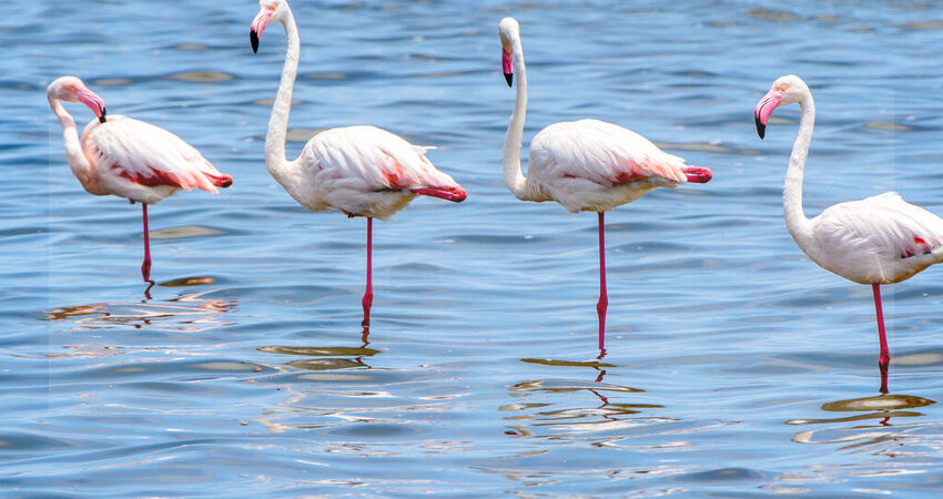 Çamlık 87 Hotel | Ayvalık