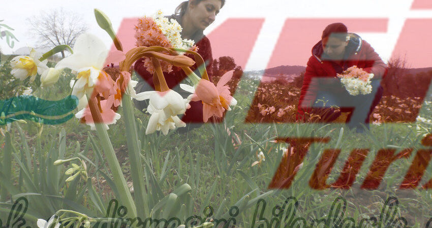 KARABURUN NERGİS FESTİVALİ