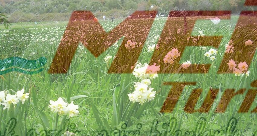 KARABURUN NERGİS FESTİVALİ