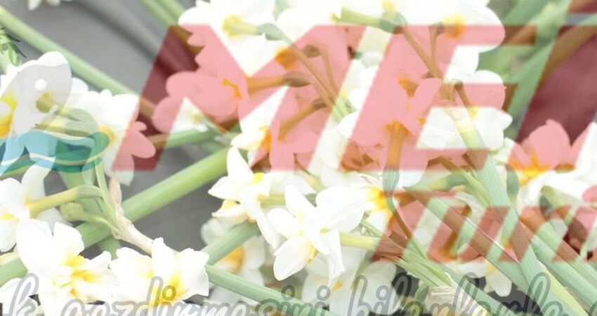 KARABURUN NERGİS FESTİVALİ