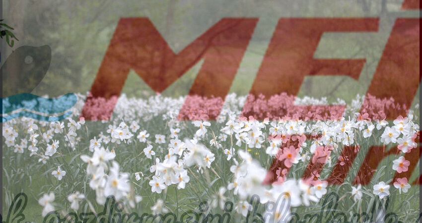 KARABURUN NERGİS FESTİVALİ