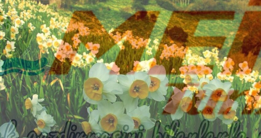 KARABURUN NERGİS FESTİVALİ