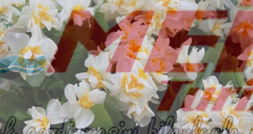 KARABURUN NERGİS FESTİVALİ