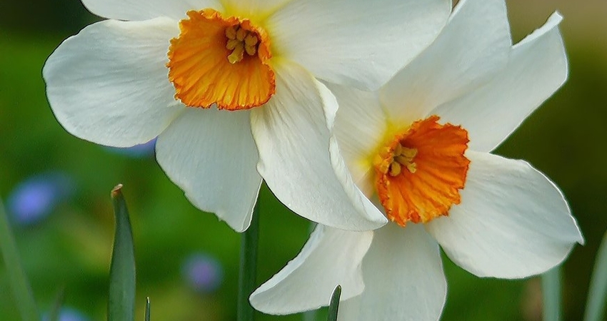 KARABURUN NERGİS FESTİVALİ