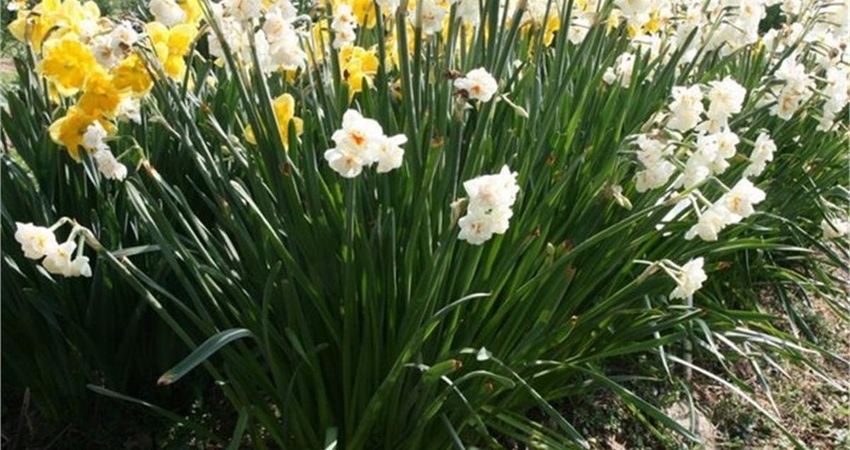 KARABURUN NERGİS FESTİVALİ