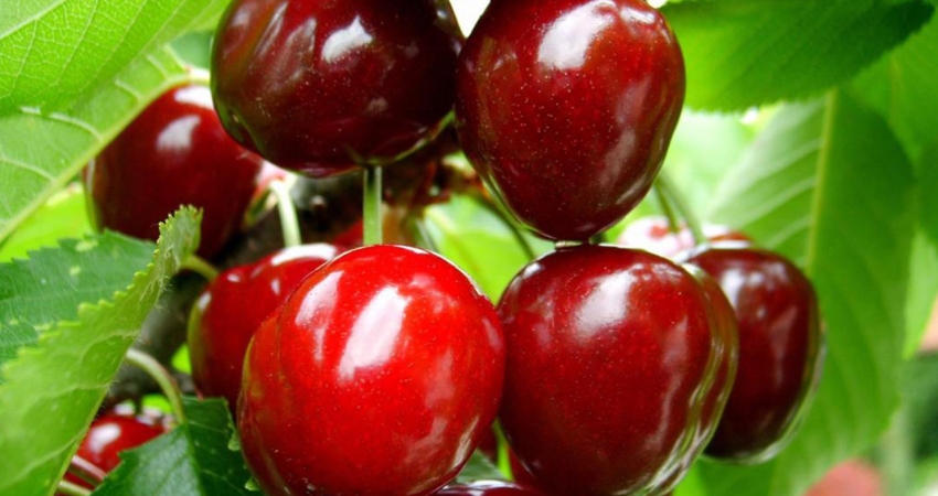 BAYRAMİÇ & AYAZMA TURU