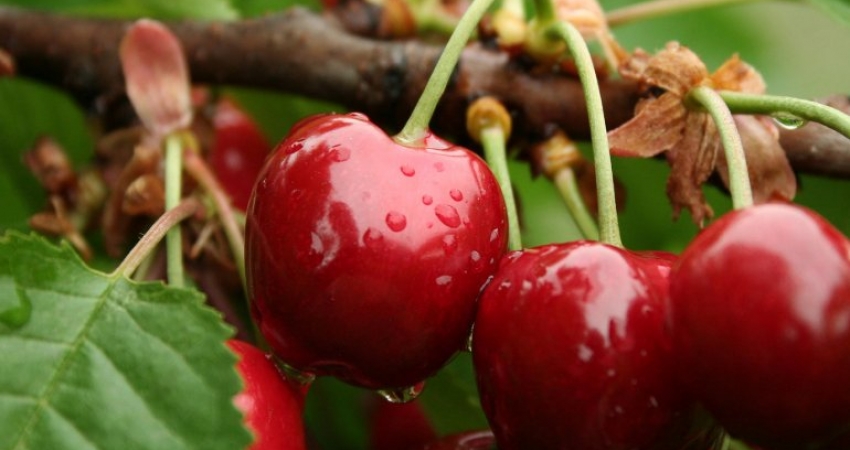 BAYRAMİÇ & AYAZMA TURU