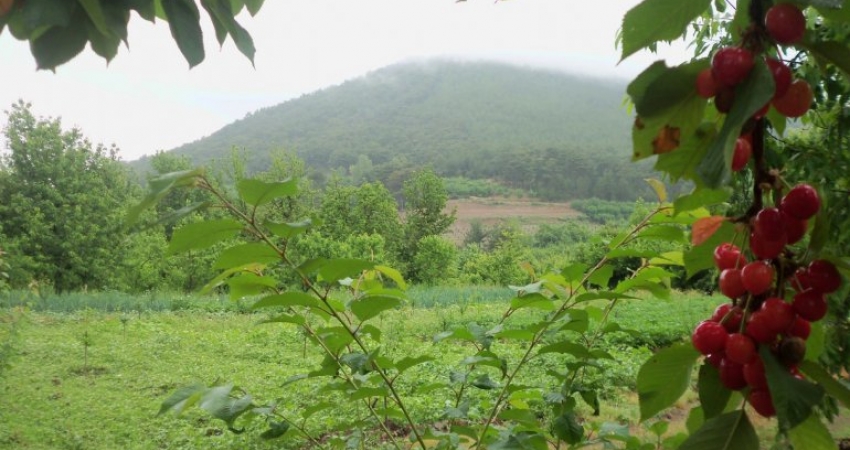 BAYRAMİÇ & AYAZMA TURU