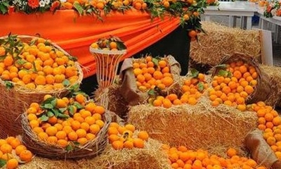 MANDALİNA FESTİVALİ SEFERİHİSAR