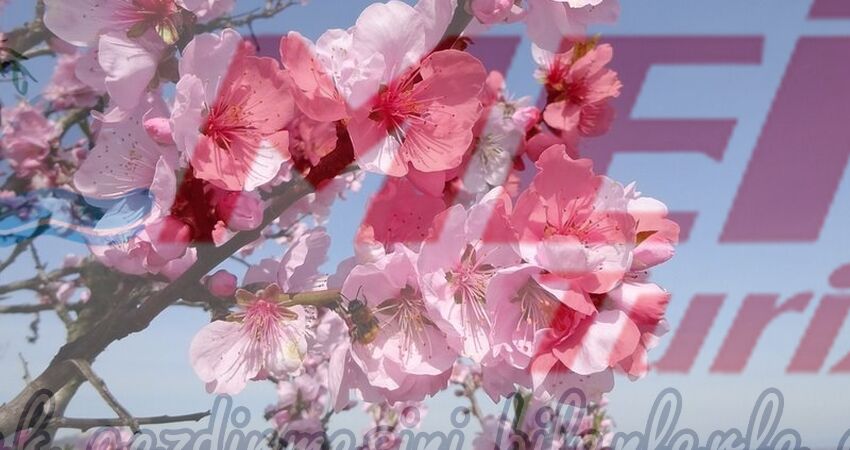 DATÇA BADEM ÇİÇEĞİ FESTİVALİ