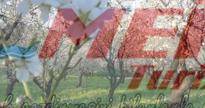 DATÇA BADEM ÇİÇEĞİ FESTİVALİ