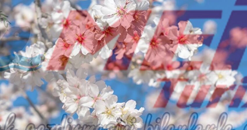 DATÇA BADEM ÇİÇEĞİ FESTİVALİ