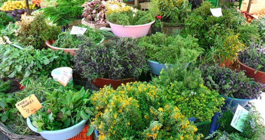 ALAÇATI OT FESTİVALİ