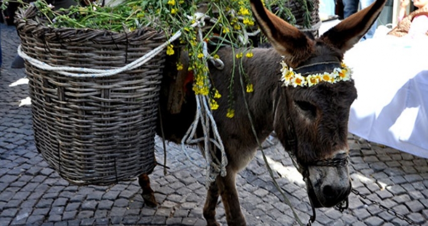 ALAÇATI OT FESTİVALİ