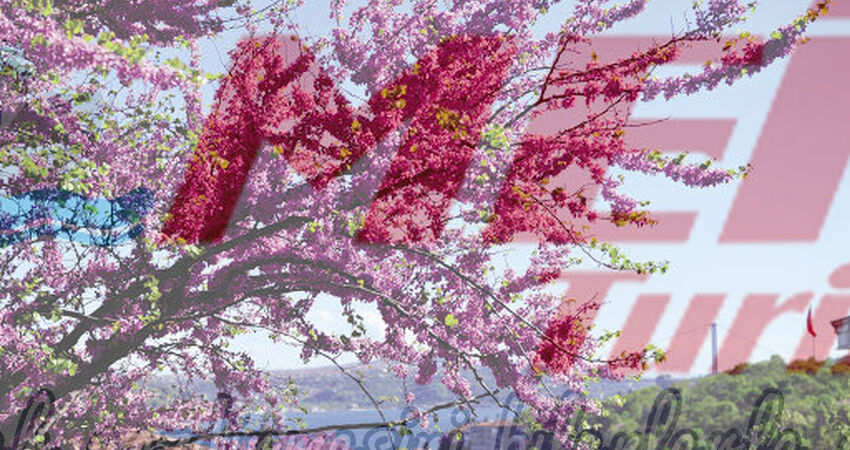 LALE VE ERGUVAN ZAMANI ISTANBUL