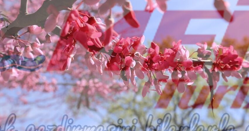 LALE VE ERGUVAN ZAMANI ISTANBUL