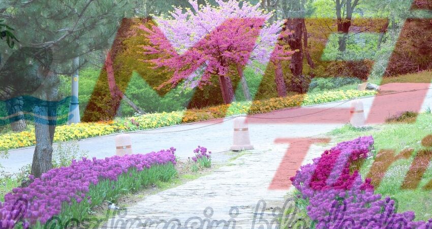 LALE VE ERGUVAN ZAMANI ISTANBUL