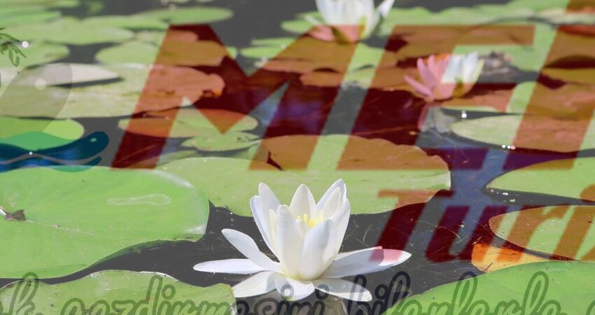 KARACABEY LONGOZ ORMANLARI