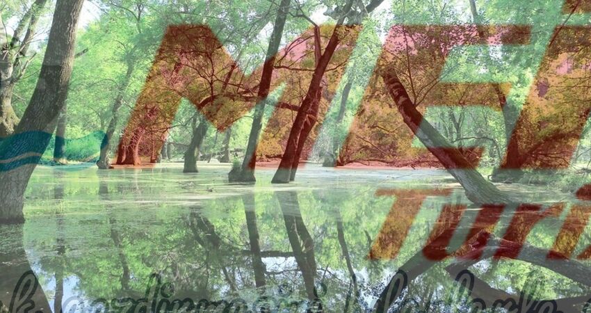 KARACABEY LONGOZ ORMANLARI