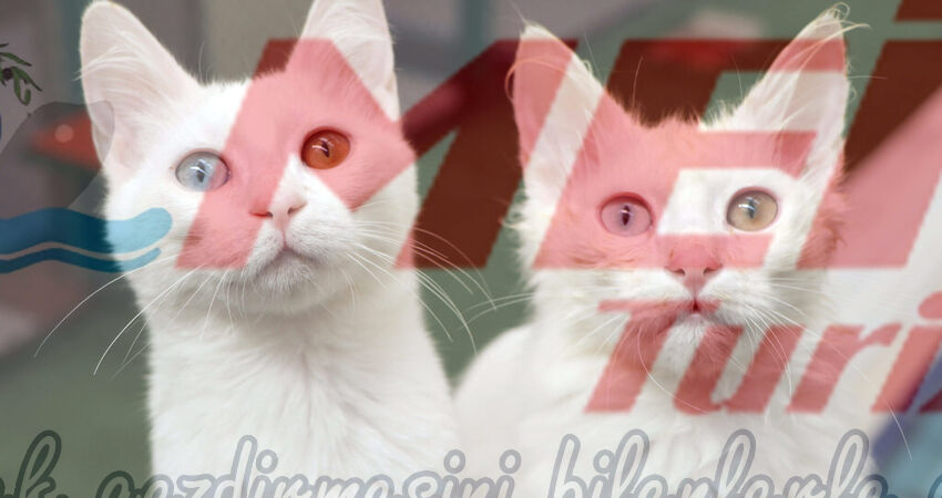 ERZURUM KARS VAN TURU