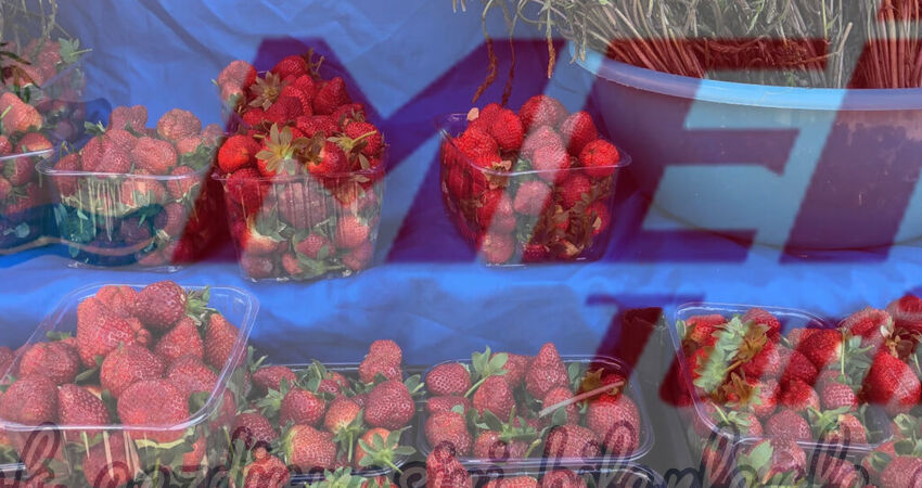 BODRUM ACI OT FESTİVALİ