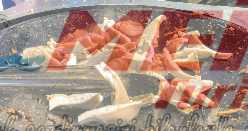 BODRUM ACI OT FESTİVALİ