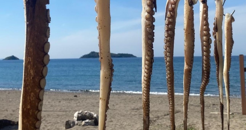 MİDİLLİ ADASI GÜNÜBİRLİK PETRA MOLYVOS MANDAMADOS TURU