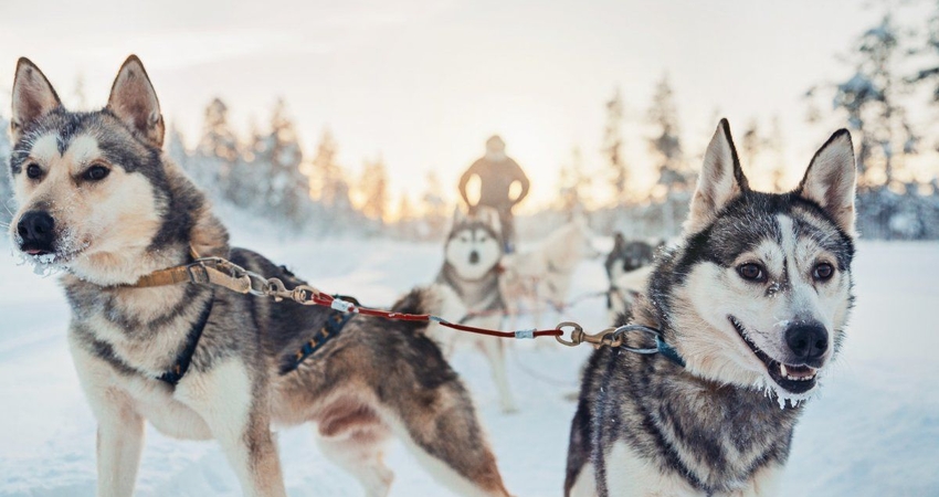 SÖMESTRE TATİLİ ÖZEL FİNLANDİYA & LAPLAND & KUZEY IŞIKLARI TURU 