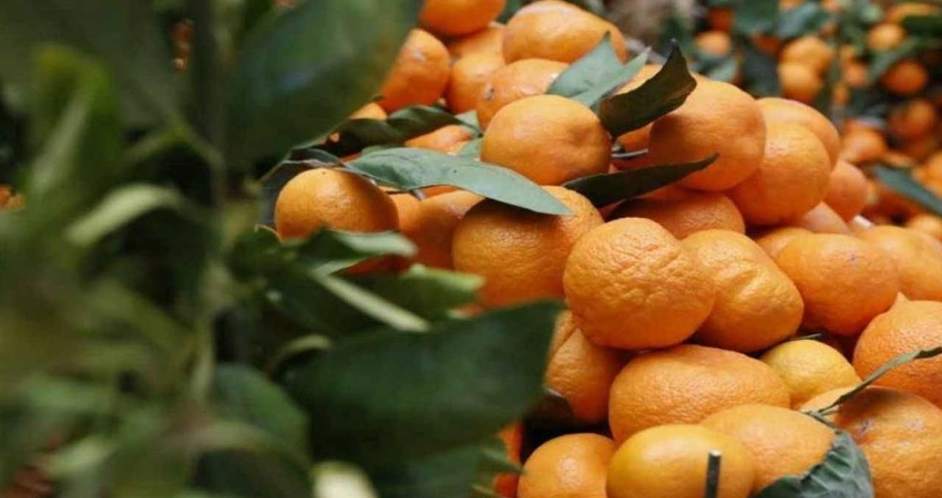 MANDALİNA FESTİVALİ SEFERİHİSAR