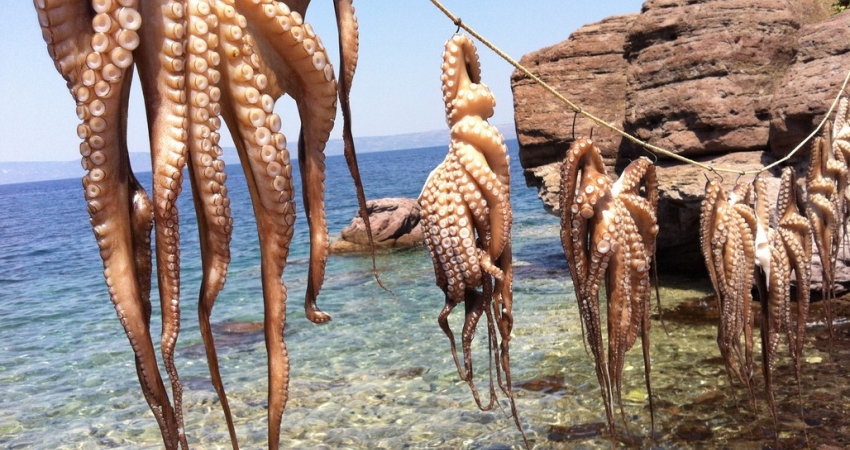 MİDİLLİ FESTİVALİ TURU GÜNÜBİRLİK