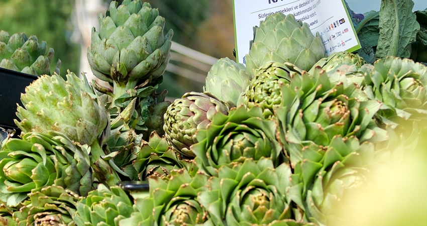 GÜNÜBİRLİK BODRUM ACI OT FESTİVALİ 