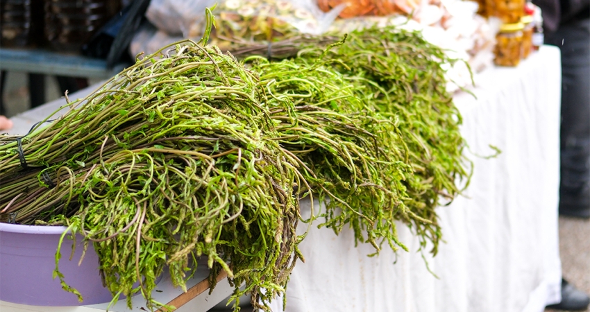 GÜNÜBİRLİK BODRUM ACI OT FESTİVALİ 