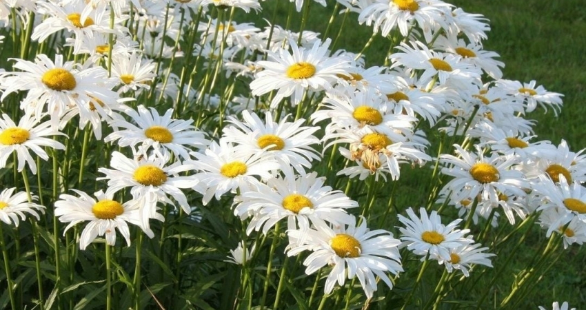 GÜNÜBİRLİK BERGAMA PAPATYA FESTİVALİ