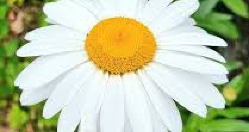 GÜNÜBİRLİK BERGAMA PAPATYA FESTİVALİ